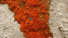 Colorful rock at point