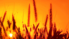 Colors nature field bent