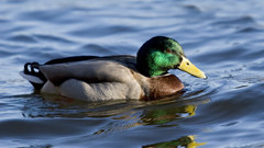 Colourful mallard drake