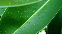 Com vista Green computer