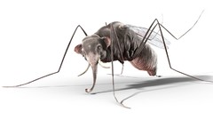 Commercial Thomas Mangold