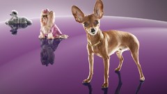 Commercial Thomas Mangold