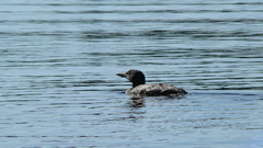 Common loon high bird