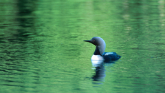 Common loonp Be loon