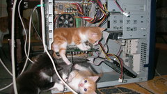 Computers cats Animals computers