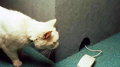 Computers cats wall Animals