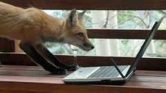 Computers Laptops foxes