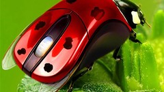 Computers Photo manipulation ladybirds