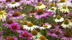 Coneflowers