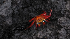 Contrast high Resolution