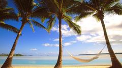 Cook Islands hammock palm