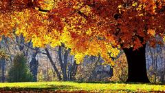 Cool gray forests nice