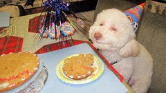 Coolface This moar liek annbl