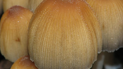 Coprinus micaceus flower