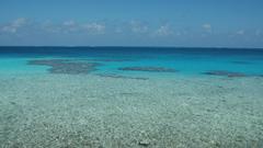 Coral reef epic thread