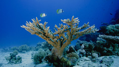 Coral reef Sea ocean