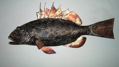 Coral troutironfish trout iron