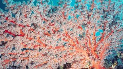Corals