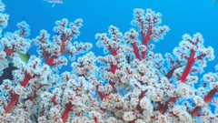 Corals