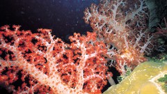 Corals