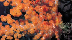 Corals