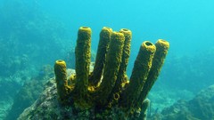 Corals underwater Underwater World