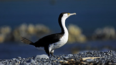 Cormorant high