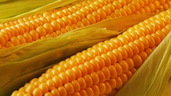 Corn