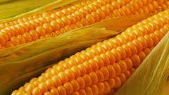 Corn colors