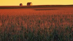 Corn complex magazine