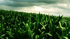 Corn fields