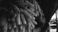 Corn grayscale