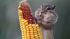 Corn natural hamsters chipmunks
