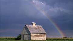 Corn rainbows illinois