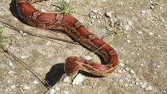 Corn snake Animals