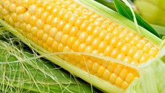 Corn vegetables