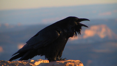 Corvus corax Birds bird