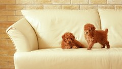 Couch Animals Dogs Puppies