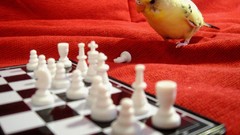 Couch Birds chess parakeets