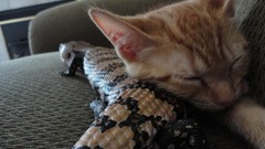 Couch cats Animals orange