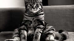 Couch cats monochrome sitting