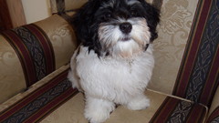 Couch Dogs funny Animals