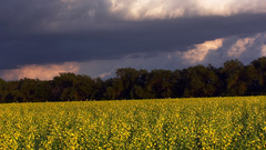 Country yellow field nature