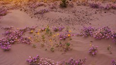 Countryside sunset sand Flowers