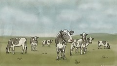 Cows
