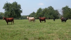 Cows