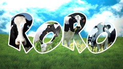 Cows