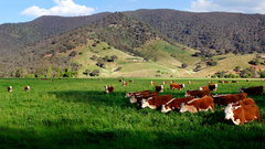 Cows in Green field