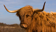 Cows justin bieber Highland