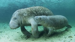 Cows manatee sirenia Sea
